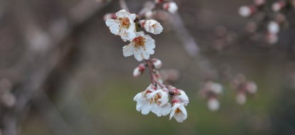 Ethically sourced honey through sustainable beekeeping, ensuring a transparent journey from flower to jar.