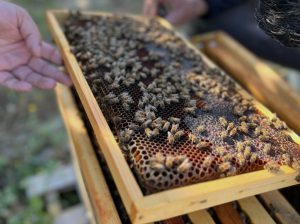 Apianthos nomadic hives