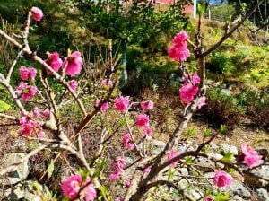 Organic Botanical Bee Park in the Troodos Mountain Range geographical area in Cyprus.