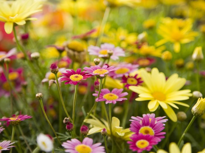 Apianthos botanical park